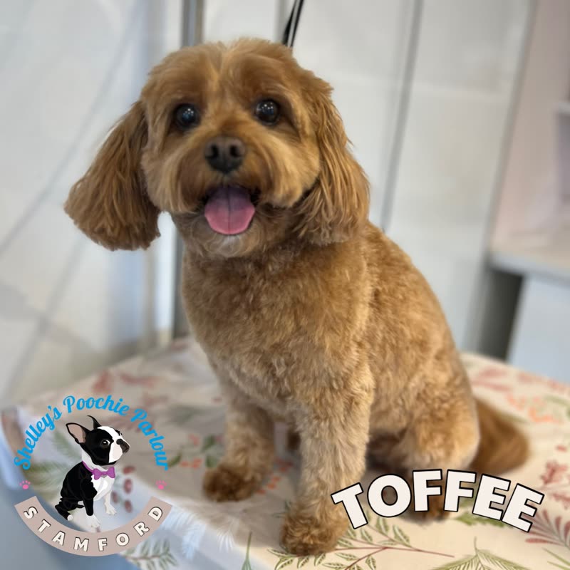A freshly groomed apricot cockapoo sitting on the grooming table at Shelley's Poochie Parlour