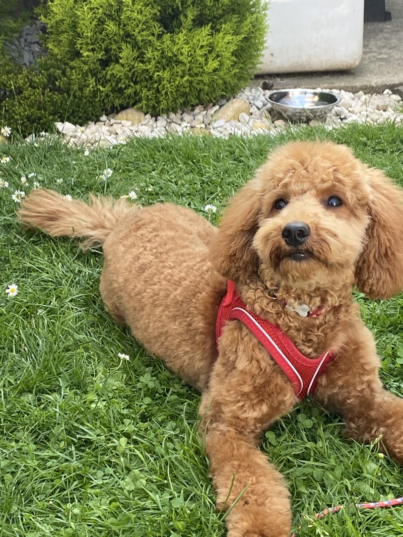 An apricot cockapoo in a red harness lying on a sunny garden lawn