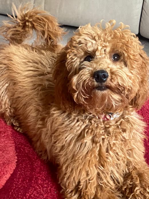 Close-up of a fluffy golden cockapoo lying on a red blanket