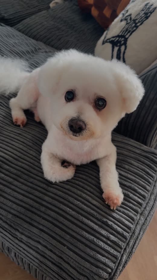 White bichon frise with its coat trimmed into a rounded face