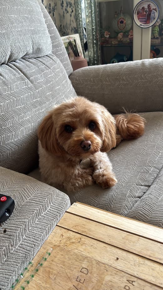 Apricot cockapoo resting its paws over the arm of a grey sofa