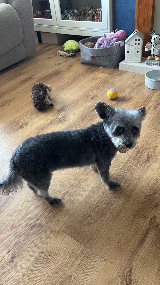 Small grey and black terrier-cross standing on a wooden floor at home